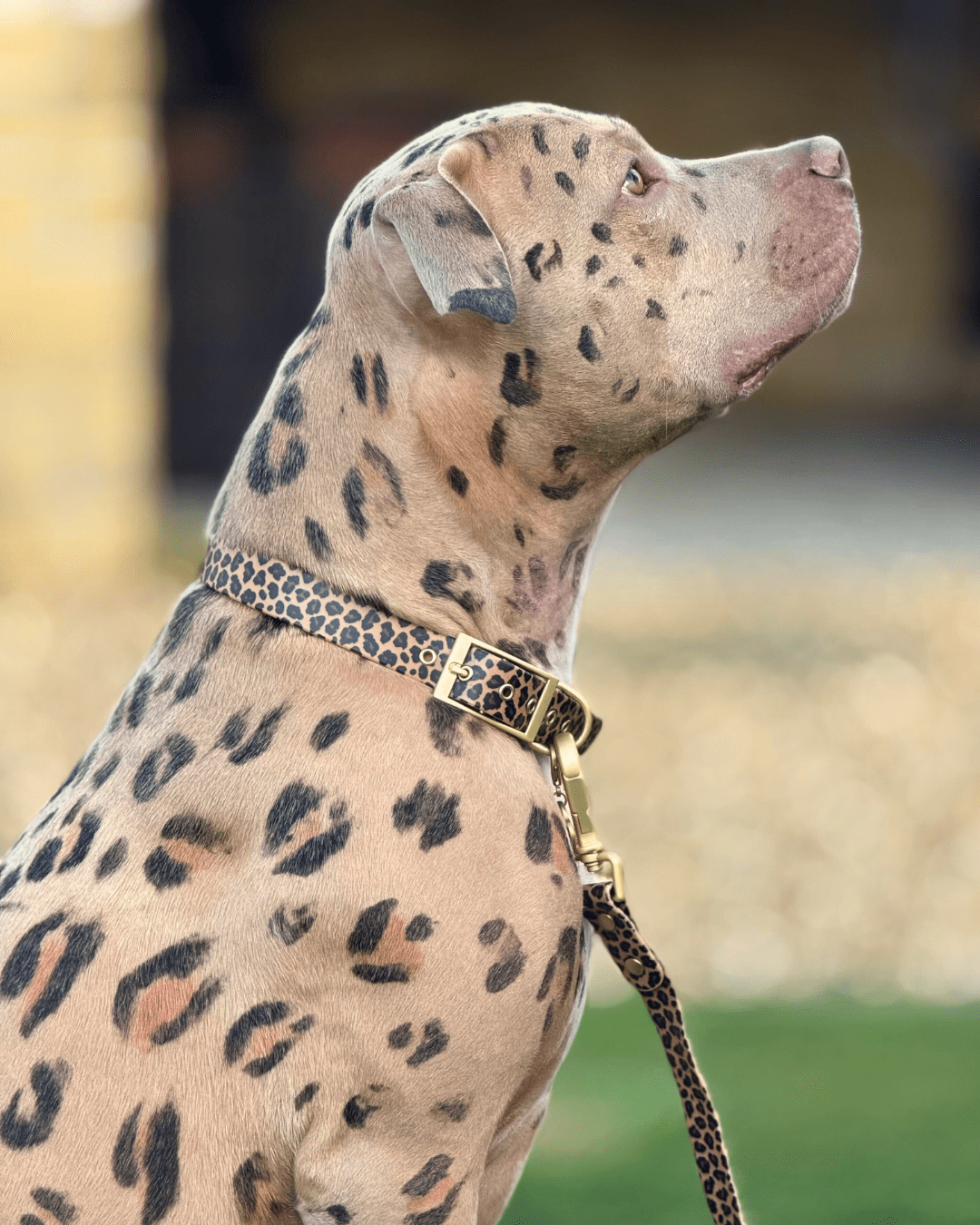 Wander! Waterproof Leopard Collar & Leash Kit - FURRY MUSE WAN - KIT - S - LEO