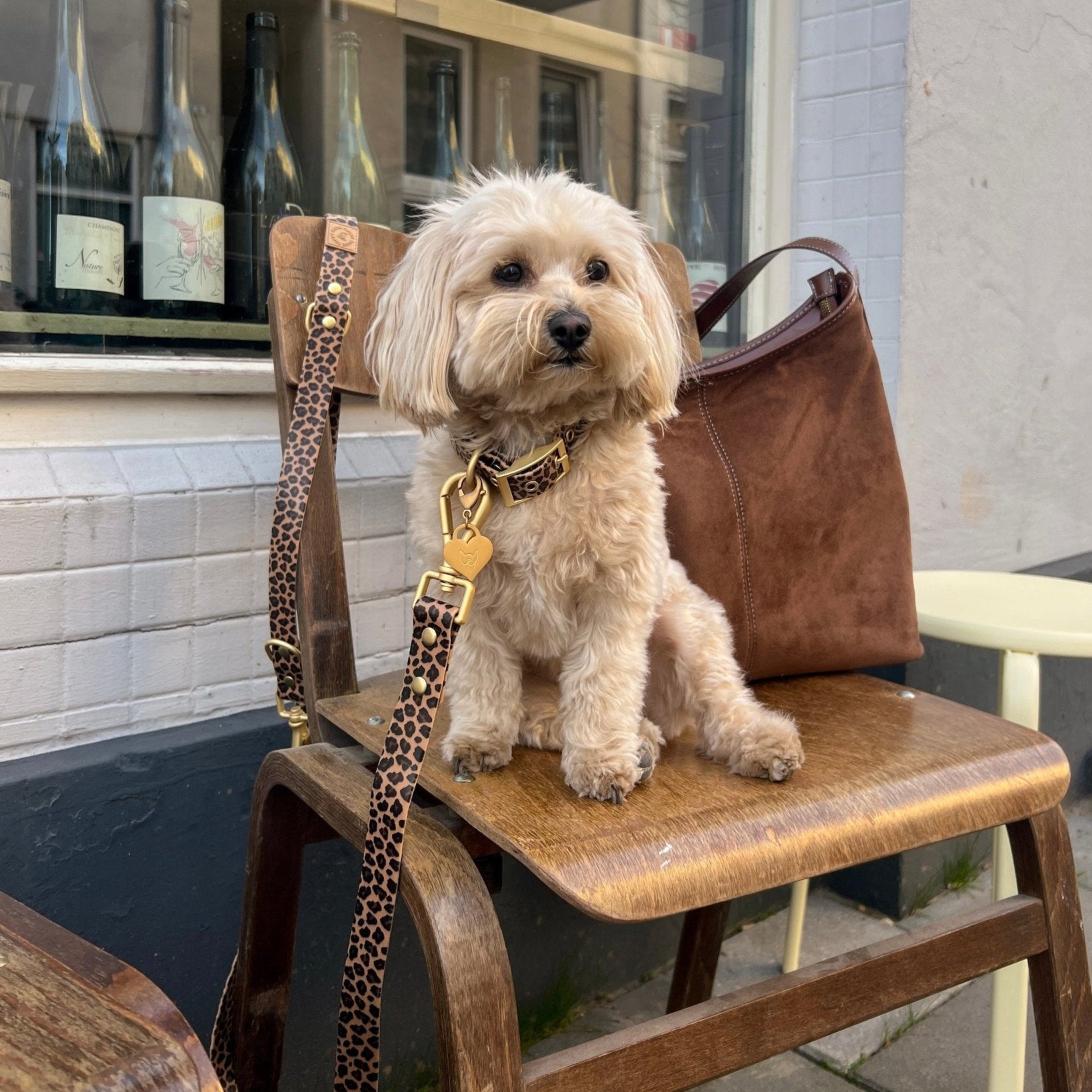 Wander! Waterproof Leopard Collar & Leash Kit - FURRY MUSE WAN - KIT - S - LEO
